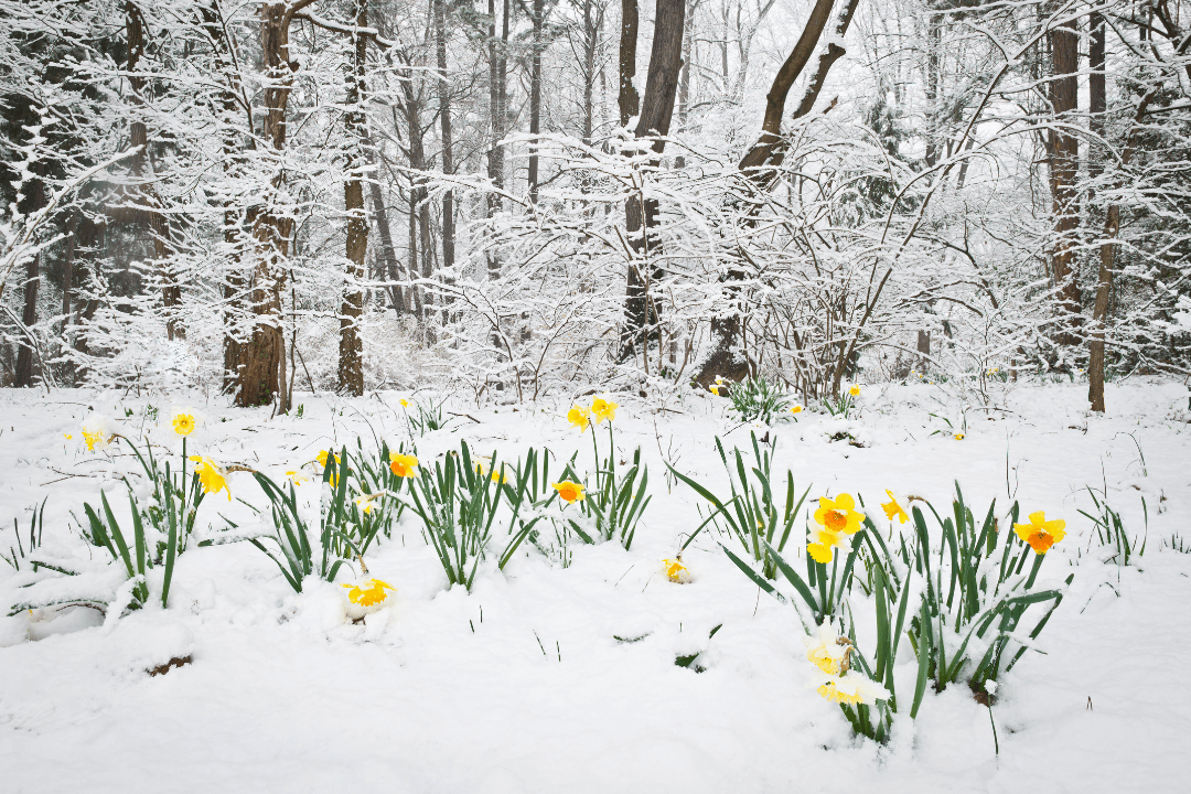 It's the home stretch! Spring is on it's way... - Luxe Architectural