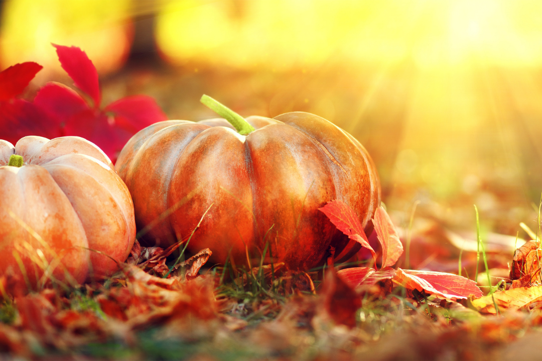 My Favorite Things for Fall 2019 + Minimum Order Give Away! - Luxe Architectural