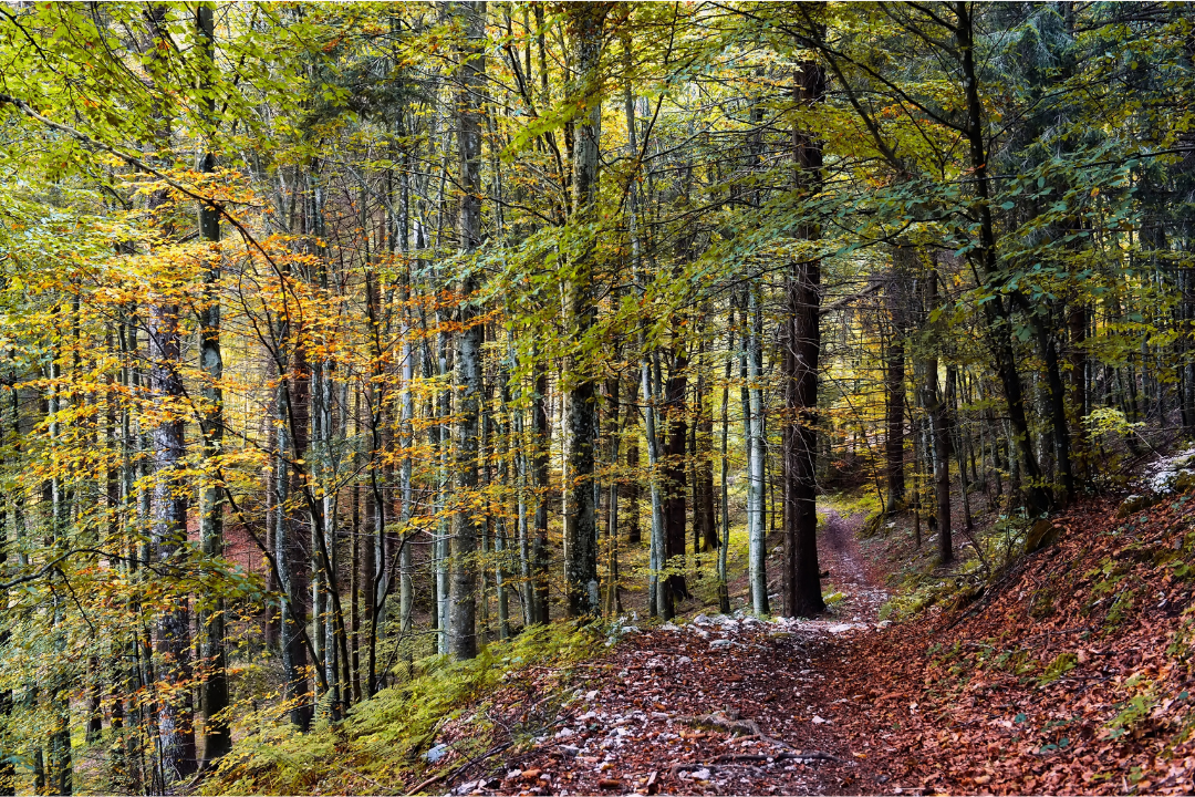 New!  Custom Milled Poplar Mouldings! - Luxe Architectural